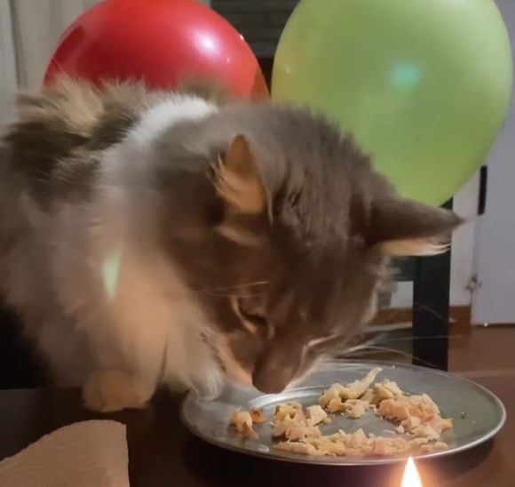 Mundo Mascota: Alfio, el gato flaco, y Florencia se llevaron una correa y un recipiente de La Bomba