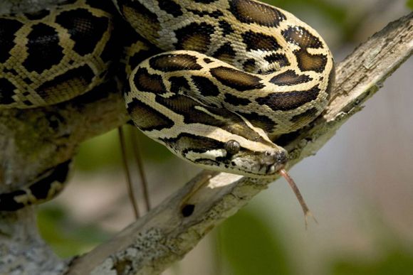 Serpiente con instinto maternal ¡IMPRESIONANTE!