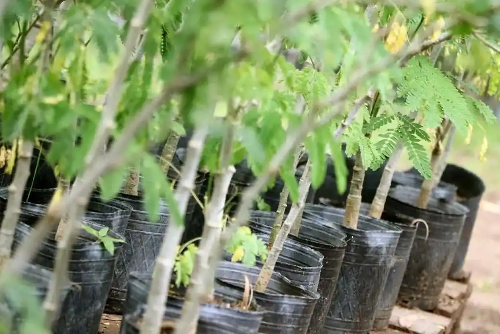 “Plantamos Memoria”: La Costa se suma con 600 árboles a la campaña nacional en homenaje a los desaparecidos