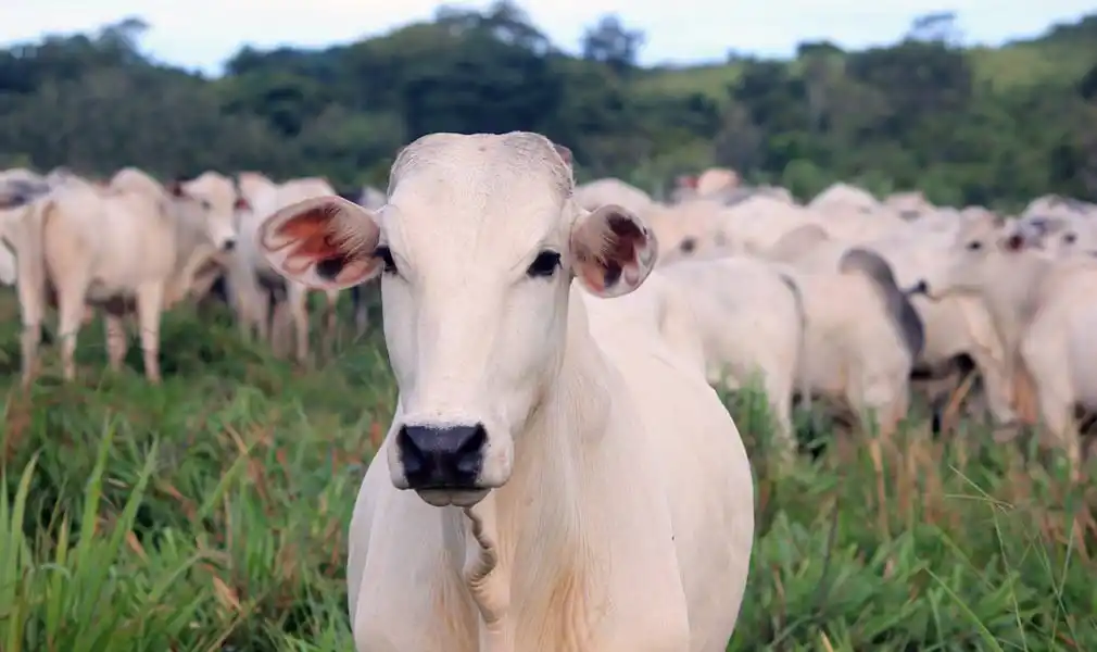 Brasil confirmó un caso de vaca loca y suspendió sus exportaciones