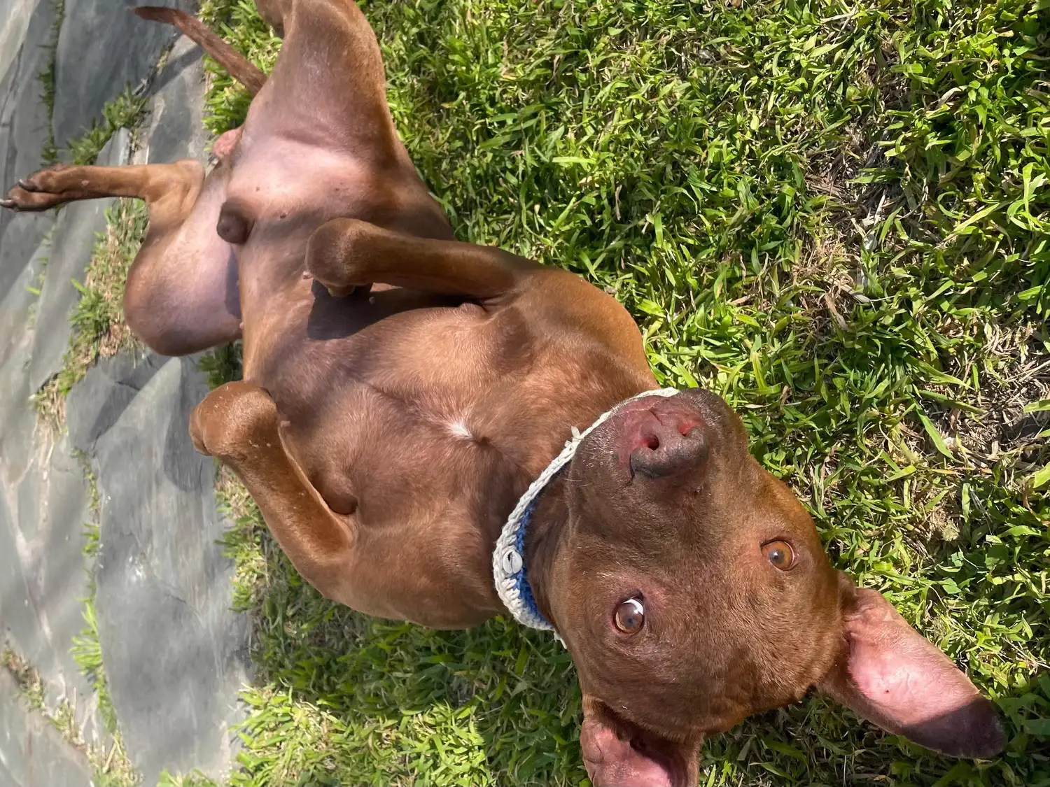 Se admitirá solo un animal por persona y se realizarán 15 castraciones por sede.