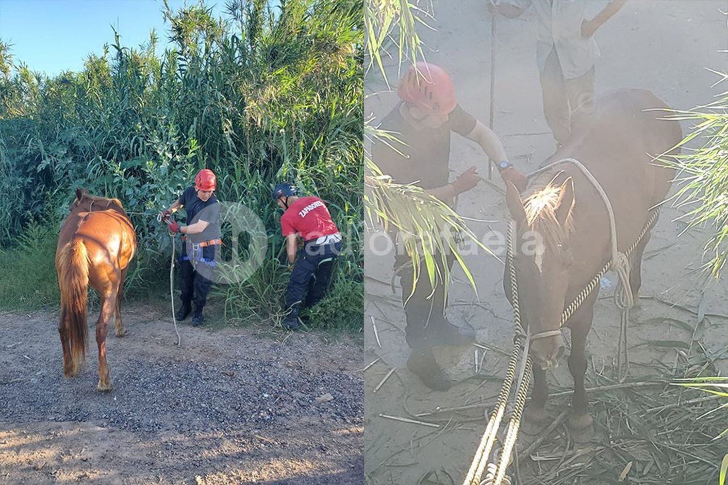 Un caballo terminó en un canal a seis metros de profundidad y fue rescatado por Bomberos