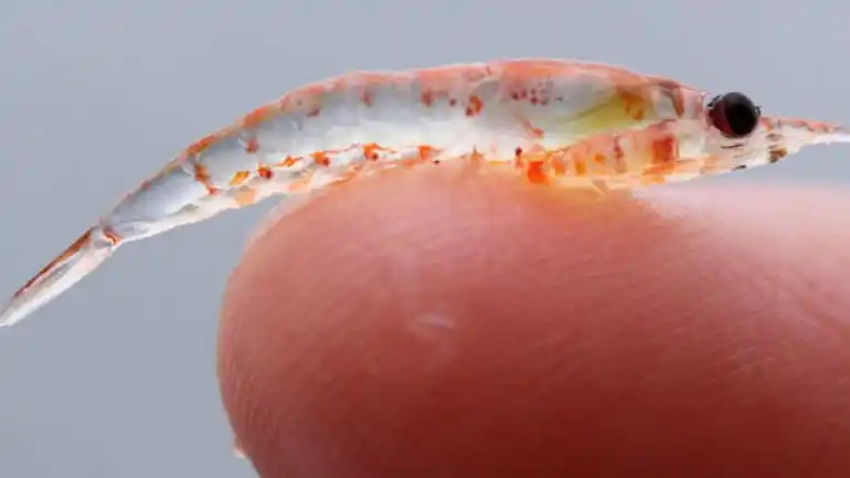 Aceite de krill: el suplemento dietario que toma el Papa