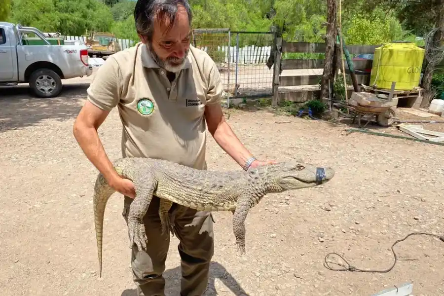 Encontraron un ejemplar de Yacaré Ñato en la ciudad cordobesa de Rio Ceballos