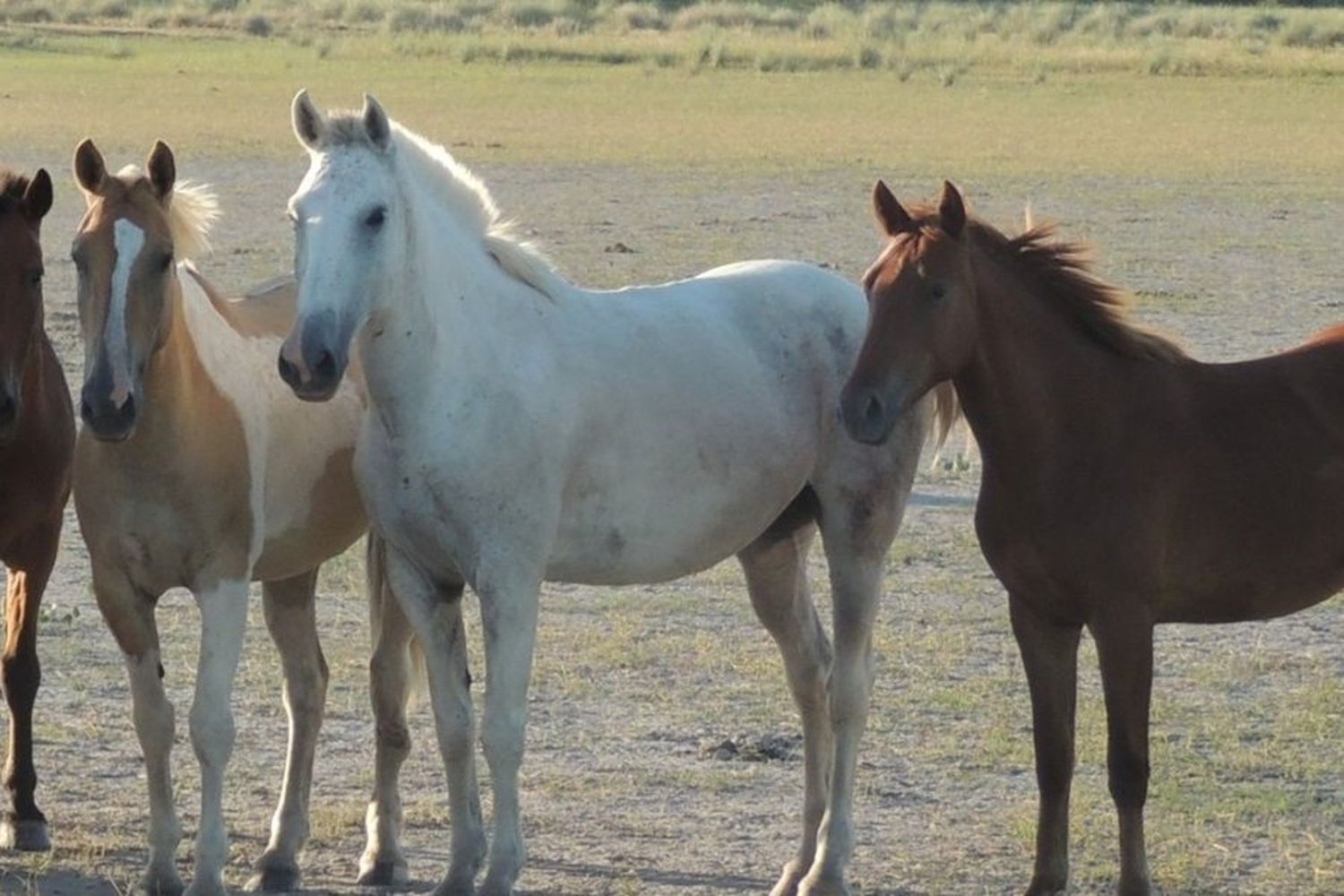 Se confirmó el primer caso de encefalomielitis equina en la provincia de Santa Fe