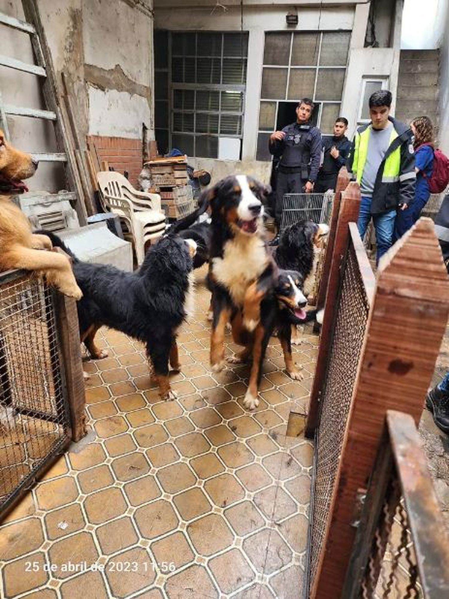 crueldad animal - 3