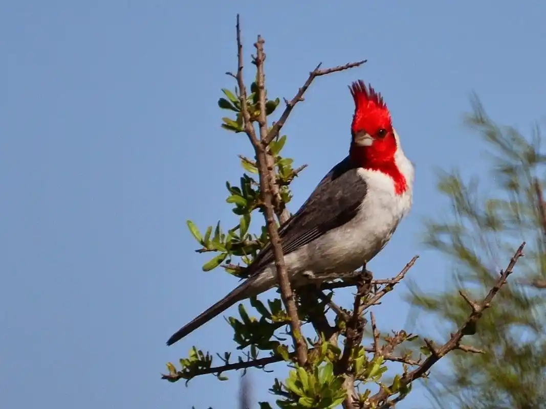 Advirtieron sobre la comercialización ilegal de fauna a través de redes sociales e instaron a la comunidad a denunciar estos casos
