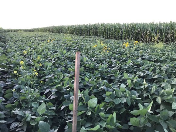 La agricultura digital aplicada a la gruesa