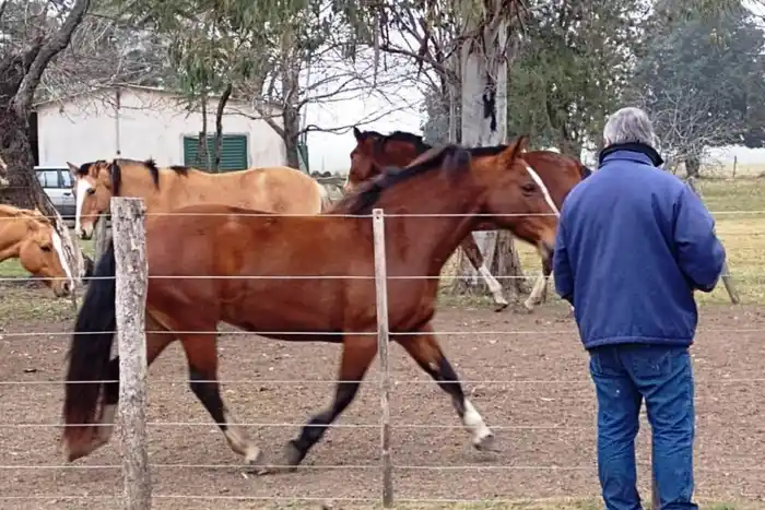 Senasa realiza control sanitario de equinos en Entre Ríos: Gualeguay entre las localidades inspeccionadas