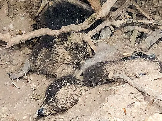 Algunas de las imágenes que se conocieron de “la masacre de Punta Tombo”, al abrirse caminos, colocar alambrados y aplastar animales