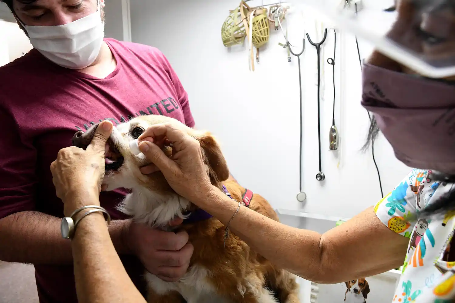 Este domingo, jornada de vacunación y adopción de animales en “la Vélez”