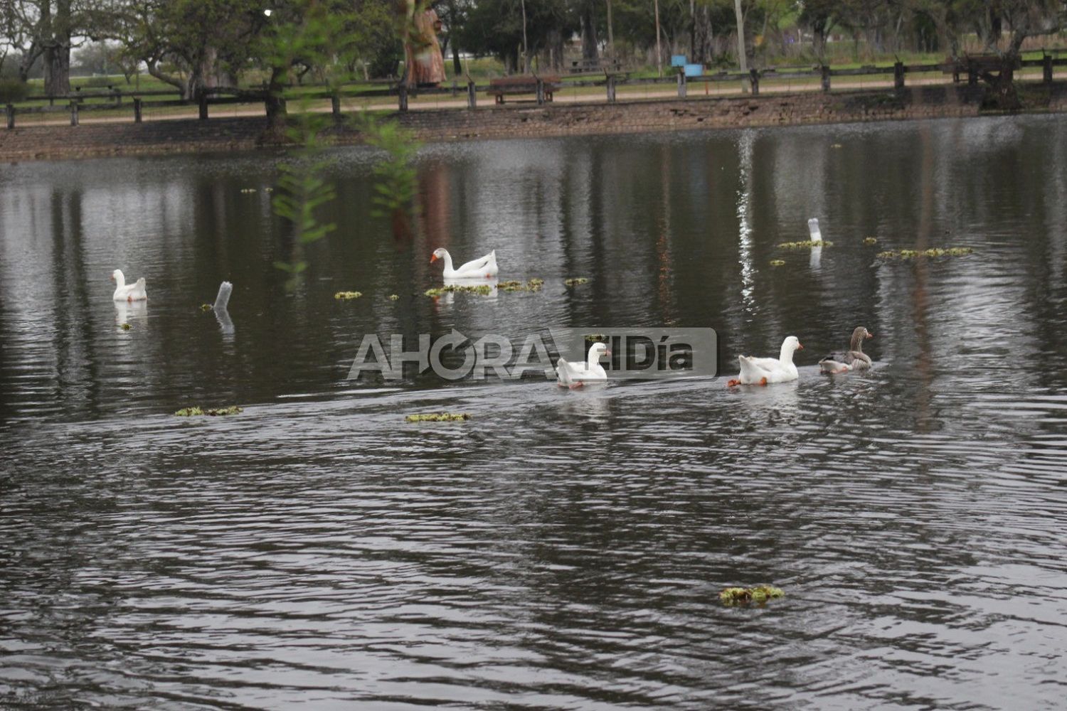 Registraron una llamativa mortandad de peces en la laguna de los patos: ¿A qué se debe?
