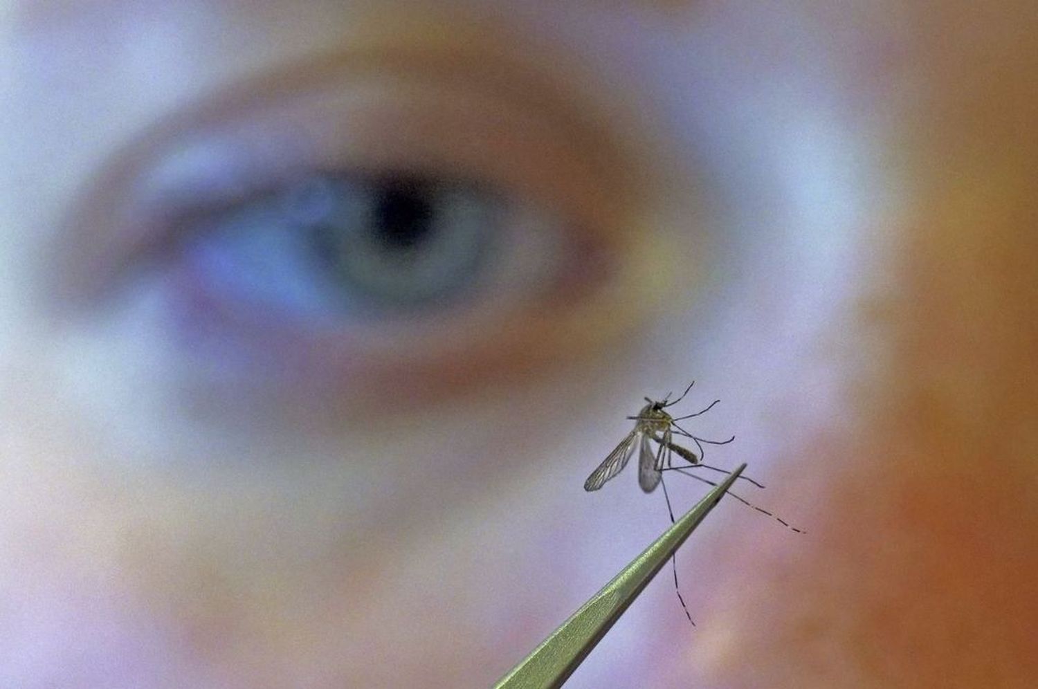 Alerta en EE.UU. por mosquitos con un virus potencialmente mortal