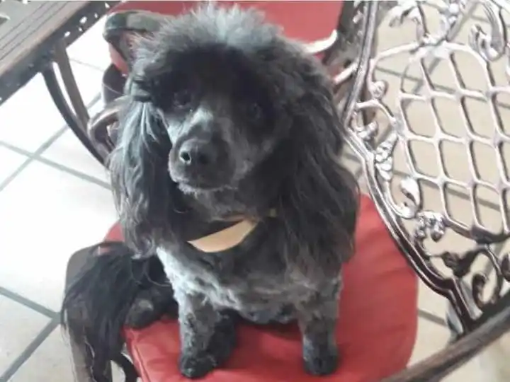 Buscan a Morena, una perra extraviada en Villa Igoillo