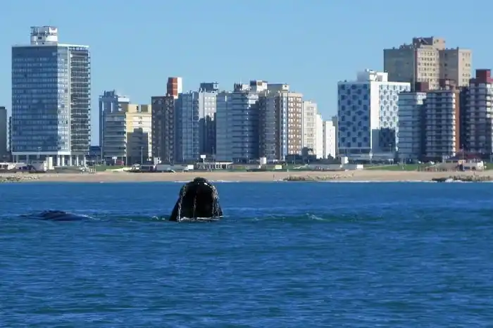 Avistaje de ballenas: un espectáculo natural único cada vez más frecuente en las costas bonaerenses