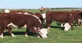 Se realiza en Villaguay el primer remate de vientres Hereford televisado de la zona Mesopotámica