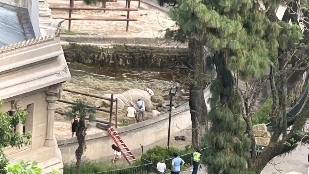 La triste imagen de Kuky sin vida