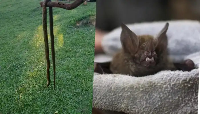 Creciente y bicherío: charlas sobre serpientes y murciélagos