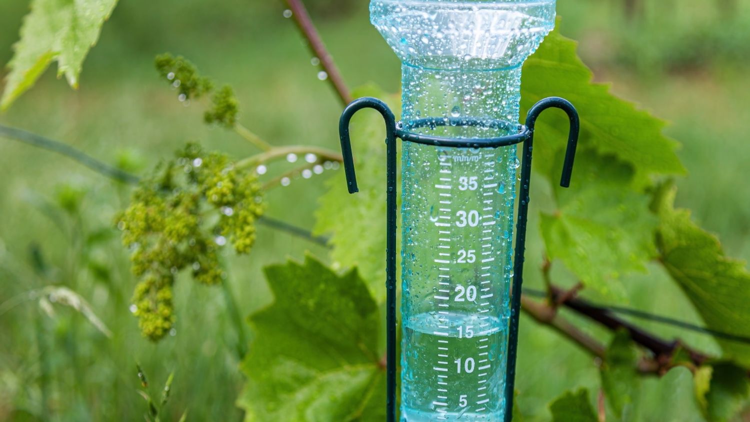 La lluvia llegó al norte provincial y es un alivio