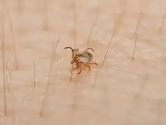 Detectan en Entre Ríos una garrapata potencialmente peligrosa para la salud humana