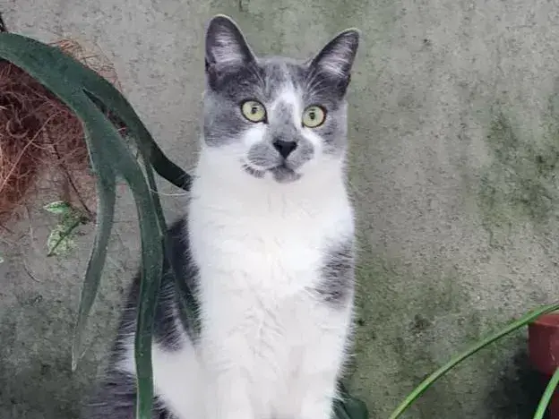 Dueños buscan a Mousse: gato perdido en Obligado y Rivadavia