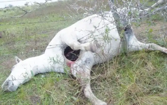 Resolvieron el misterio del "chupacabra" que mató a varios animales