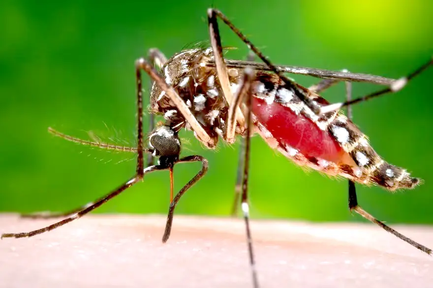 Aedes aegyptis. Es el mosquito que transmite la enfermedad