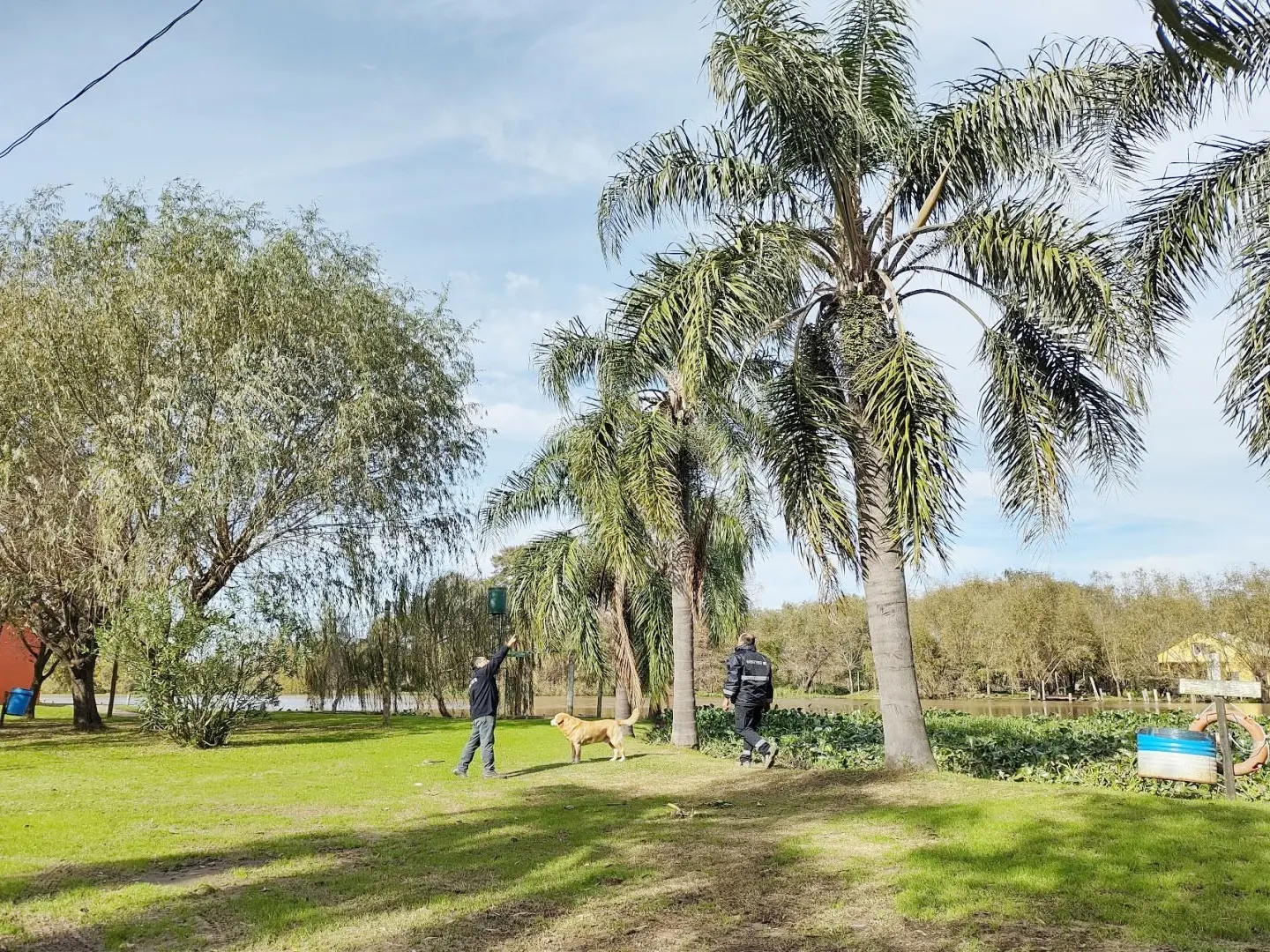 Detallan medidas para prevenir ataques del picudo rojo de las palmeras