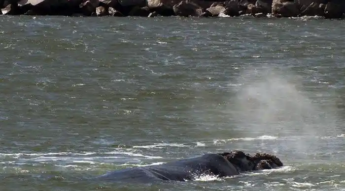 Las ballenas franca austral se muestran en las costas de Necochea