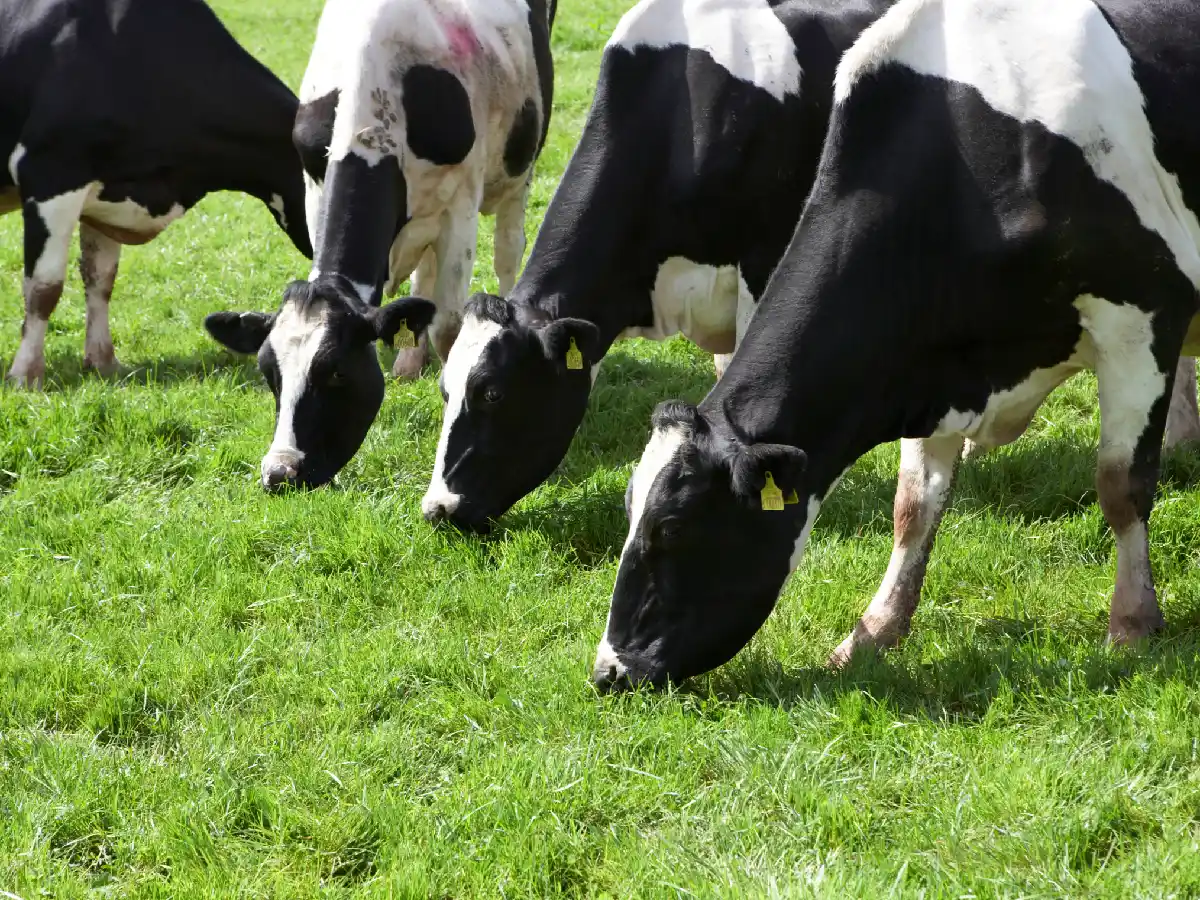  Tambo: ¿como manejar la alimentación en época de sequía?           