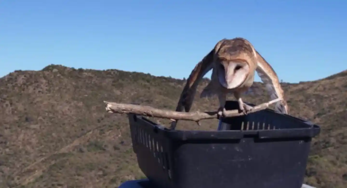 Las aves fueron liberadas tras un proceso de recuperación.