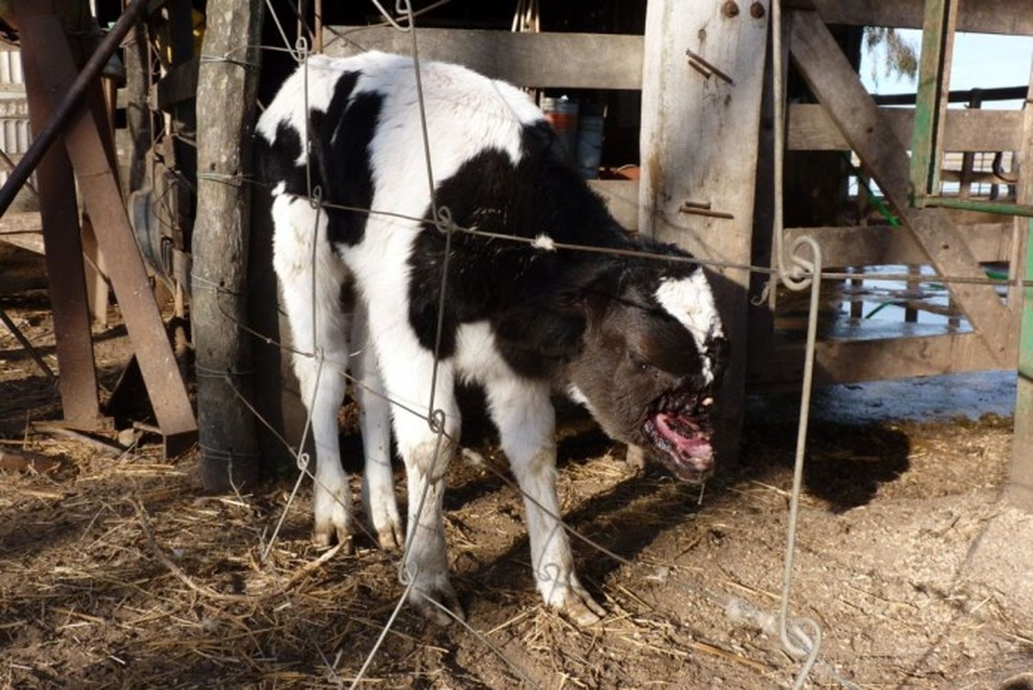 Hallaron a una ternera mutilada viva en La Pampa