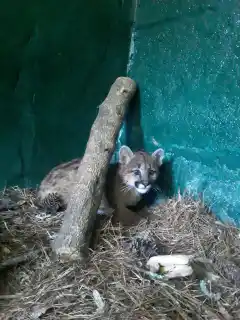 Encontraron un cachorro de puma en el centro de Necochea y lo trasladaron de urgencia a Granja Los Pibes
