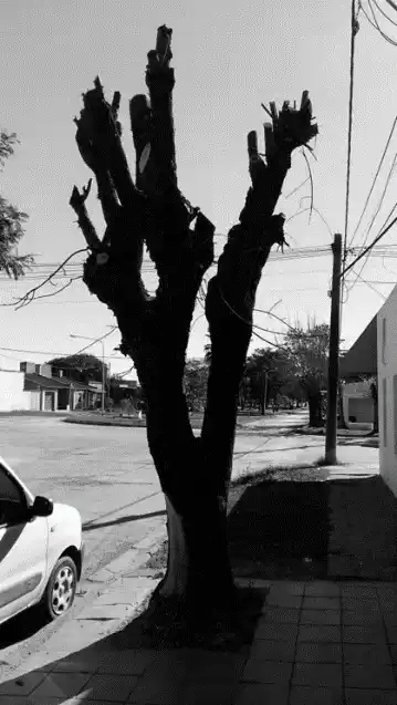 Figura 1. Árbol mal podado