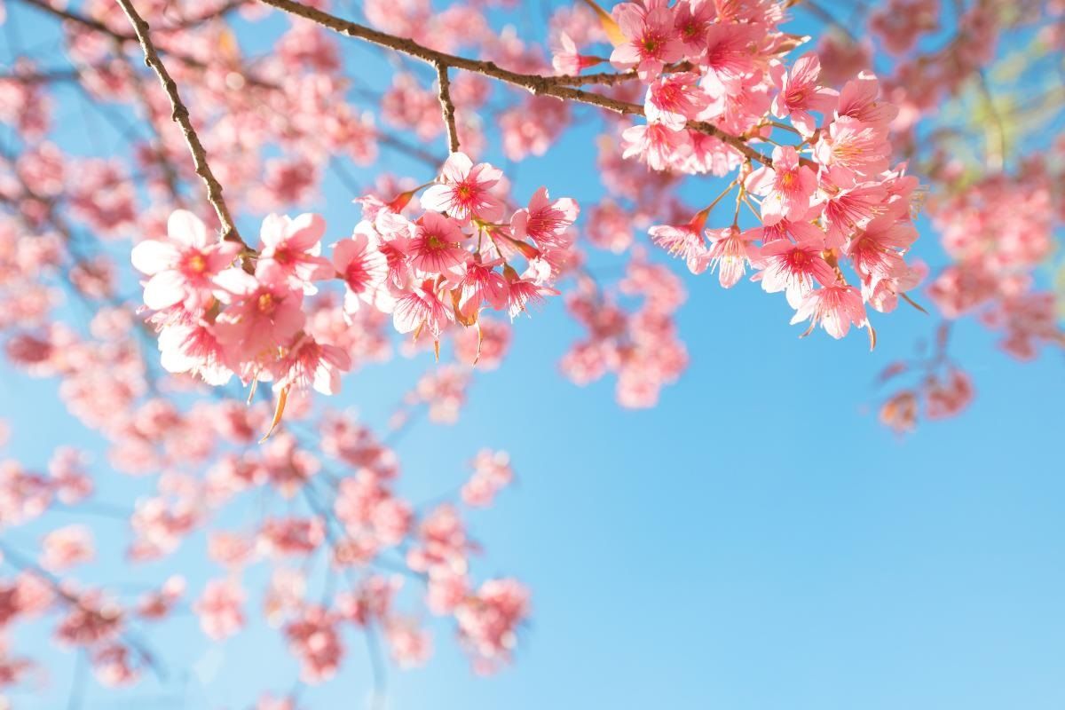 ¿Sabías que la mitad del planeta no tiene primavera? Te decimos por qué