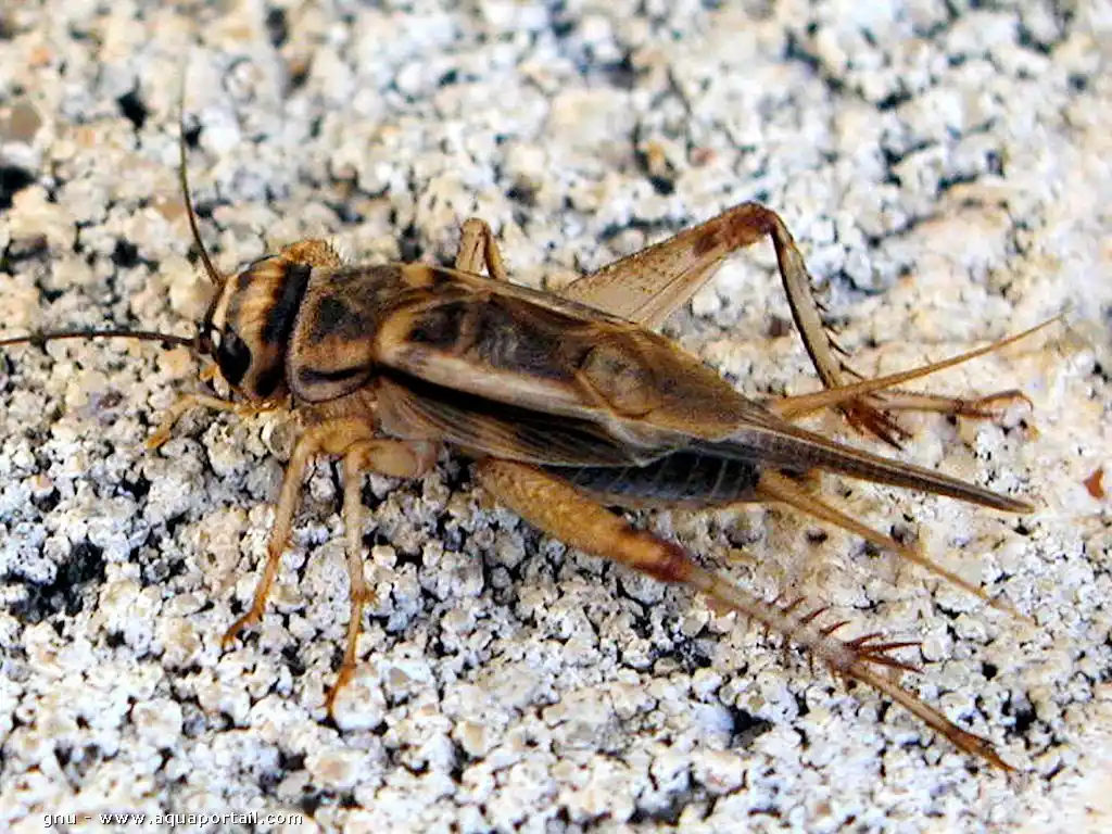 La rebelión de los zancudos