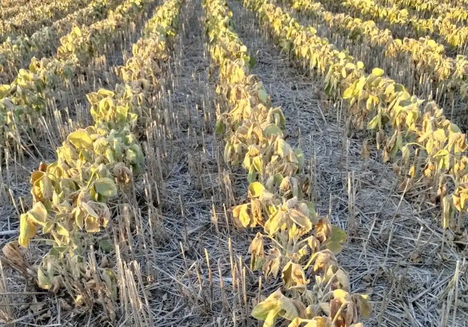 Advierten que es crítica la situación del cultivo de soja en Entre Ríos