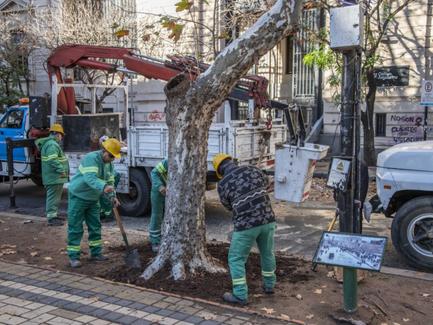 Comenzaron las tareas de mantenimiento del arbolado de plaza 25 de Mayo.