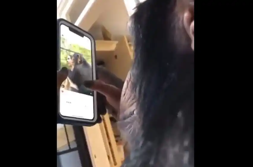 La tecnología llegó a todos lados: grabaron a un chimpancé usando Instagram