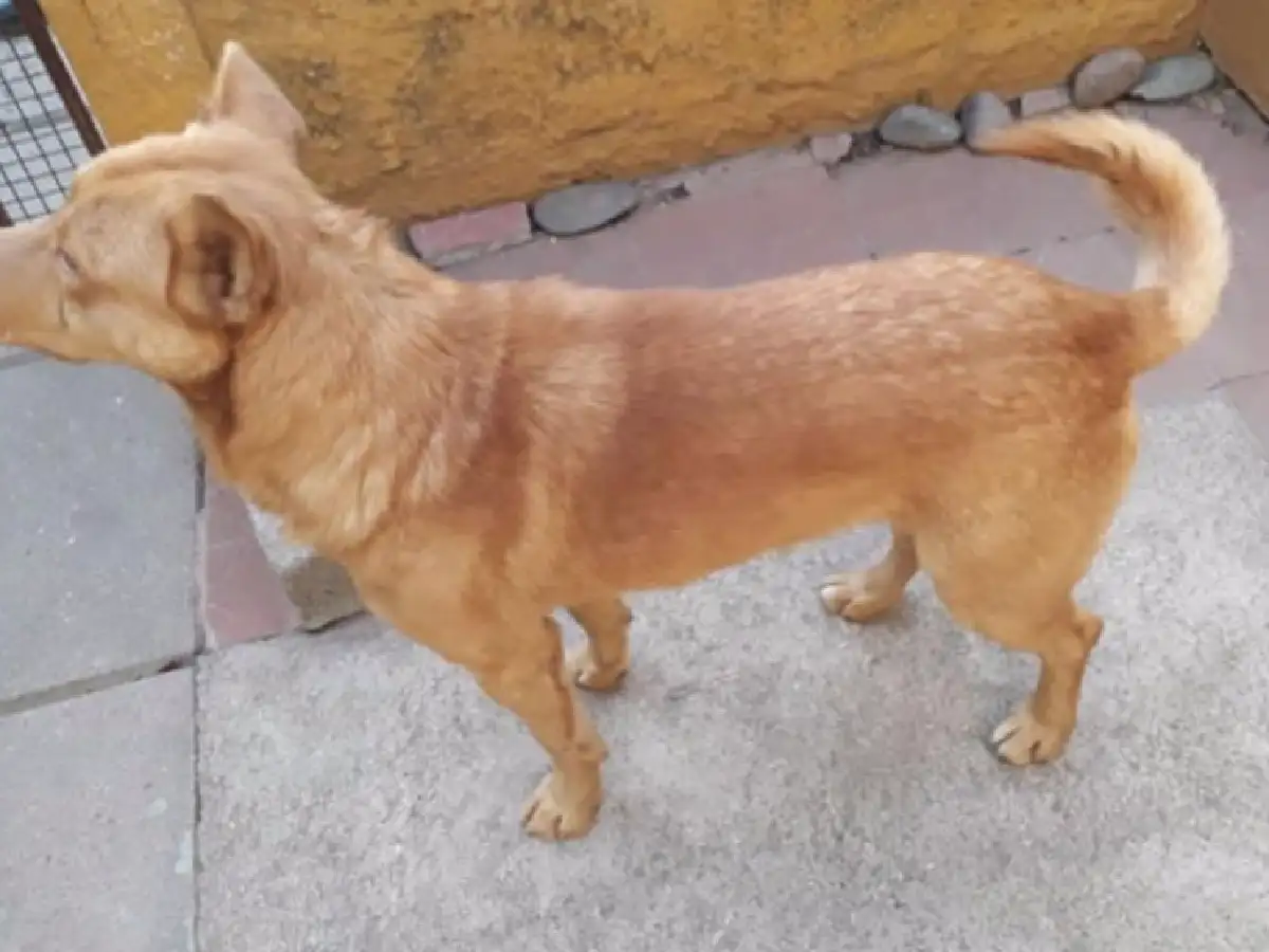 Fue a robar y su perro lo identificó y "delató" con la Policía