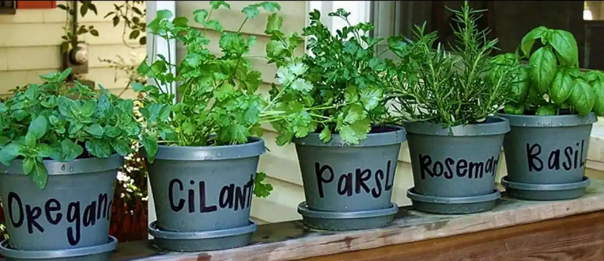 Las hierbas aromáticas en espacios reducidos