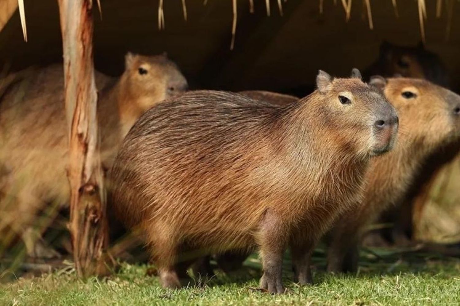 National Geographic salió en defensa de los carpinchos de Nordelta