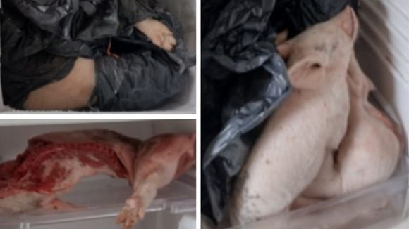 Tres mujeres imputadas por robar lechones y faenarlos en Santa Lucía