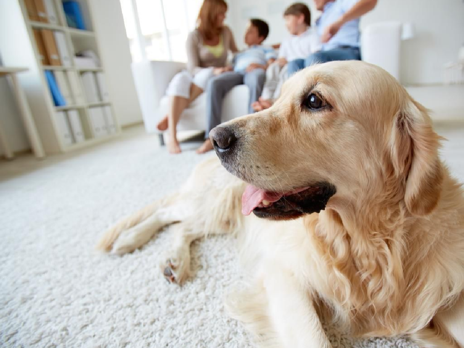 Vacaciones: dejar a una mascota en la guardería cuesta entre $150 y $300