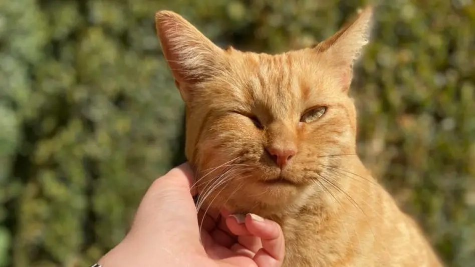 Nuevo cronograma del quirófano móvil para animales y para la vacunación antirrábica