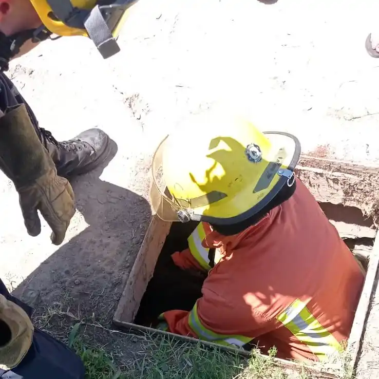 El animal fue evaluado en el lugar y, afortunadamente, se encuentra en buen estado de salud.