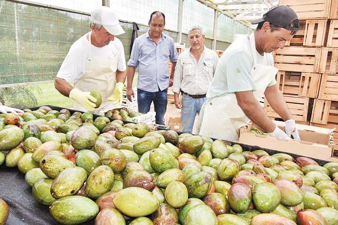Frutos autóctonos al alcance de todos: beneficios para la salud