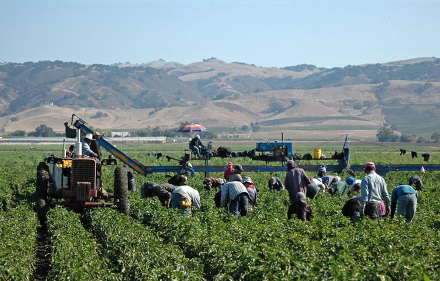Regreso de redadas contra migrantes en EE. UU. genera terror entre los trabajadores del campo