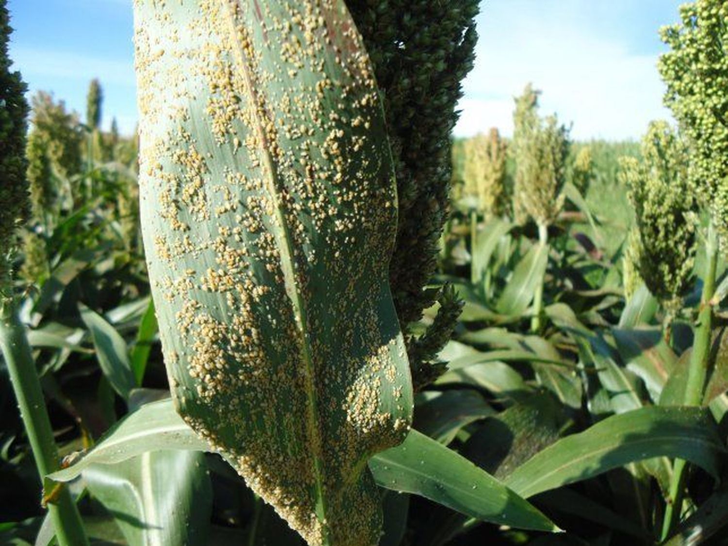 Avances en el control del pulgón amarillo en sorgo