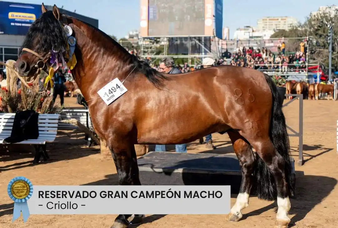 Gran desempeño de cabaña de Chascomús en la Rural de Palermo con diez ejemplares de la raza Criollos